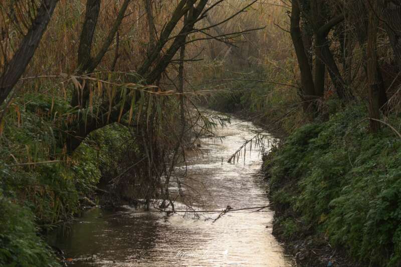 FIUME ALMONE